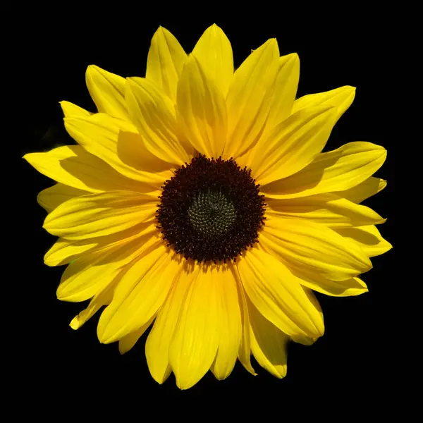 The sunflower is an annual plant native to the Americas. It possesses a large inflorescence, and its name is derived from the flower\'s shape and image, which is often used to depict the sun.