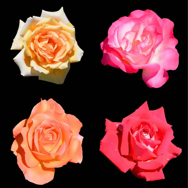 Piękne Róże Kwiatowe Tło Koncepcyjne — Zdjęcie stockowe