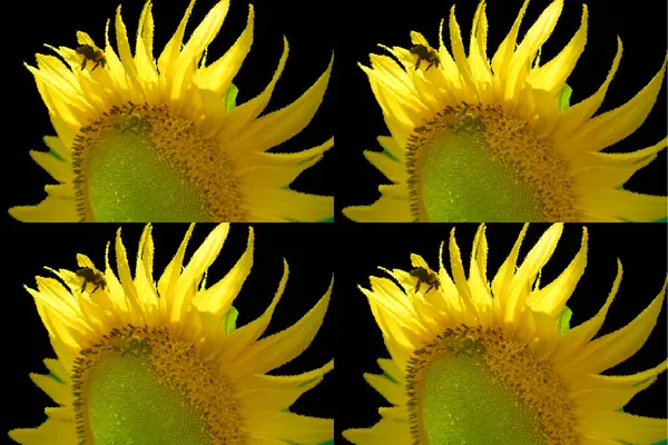 Sunflower is an annual plant native to the Americas. It possesses a large inflorescence, and its name is derived from the flower\'s shape and image which is often used to depict the sun