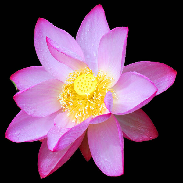 Lotus flower Nelumbo nucifera, known by several names including Indian Lotus, Sacred Lotus, Bean of India is a plant in the monogeneric family Nelumbonaceae.