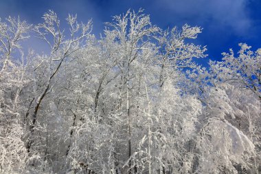 Doğu Kasabası Quebec Kanada 'da kar fırtınası üstüne kış manzarası