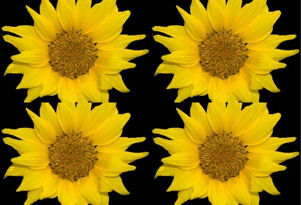 Sunflower is an annual plant native to the Americas. It possesses a large inflorescence, and its name is derived from the flower\'s shape and image which is often used to depict the sun