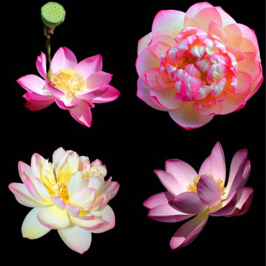 Lotus çiçeği Nelumbo nucifera, Hint Lotusu, Kutsal Lotus, Hindistan Bean of India, Nelumbonaceae familyasından bir bitki türü..