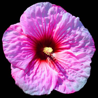 Hibiscus, Malvaceae familyasından bir bitki cinsidir. Oldukça büyüktür ve ılıman, subtropikal ve tropikal bölgelere özgü birkaç yüz tür içerir..