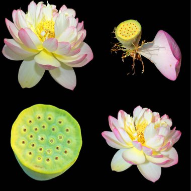 Lotus çiçeği Nelumbo nucifera, Hint Lotusu, Kutsal Lotus, Hindistan Bean of India, Nelumbonaceae familyasından bir bitki türü..