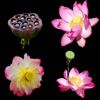 Lotus çiçeği Nelumbo nucifera, Hint Lotusu, Kutsal Lotus, Hindistan Bean of India, Nelumbonaceae familyasından bir bitki türü..