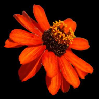 Rudbeckia genellikle koni çiçekleri ve siyah gözlü susanlar olarak adlandırılır; hepsi Kuzey Amerika 'ya özgüdür ve birçok tür gösterişli sarı veya altın çiçekleri için bahçelerde yetiştirilir.