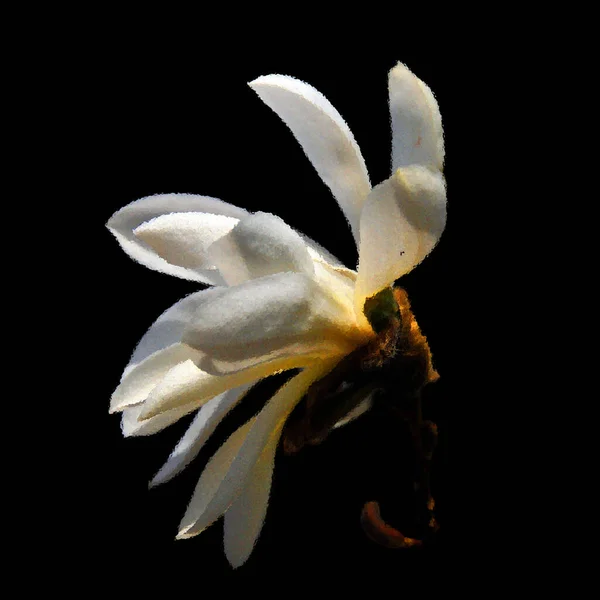 beautiful white magnolia blossom on black background
