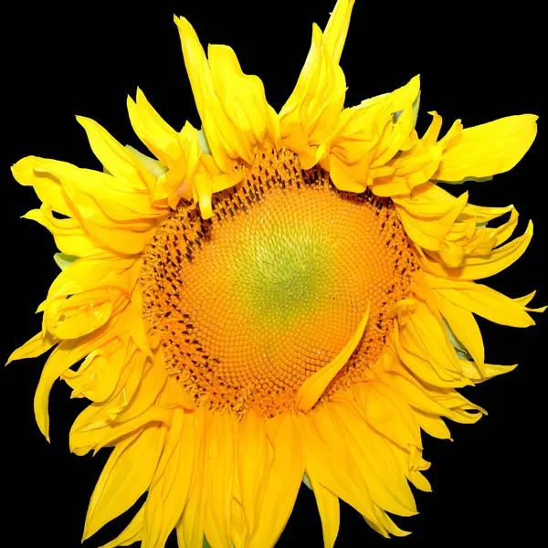 Sunflower is an annual plant native to the Americas. It possesses a large inflorescence, and its name is derived from the flower's shape and image which is often used to depict the sun