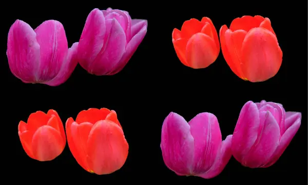 Tulips is a perennial, bulbous plant with showy flowers in the genus Tulipa, of which up to 109 species