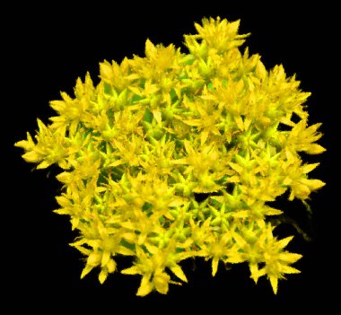 Siyah arkaplanda sarı çiçek