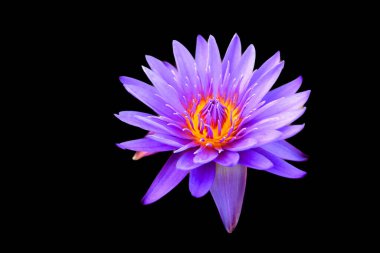 Lotus çiçeği Nelumbo nucifera, Hint Lotusu, Kutsal Lotus, Hindistan Bean of India, Nelumbonaceae familyasından bir bitki türü..