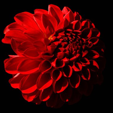 Parlak cam Dahlia, Meksika, Orta Amerika ve Kolombiya 'da yetişen tüylü, veremli ve uzun ömürlü bir bitki cinsidir. Yıldız çiçeğinin en az 36 türü vardır.