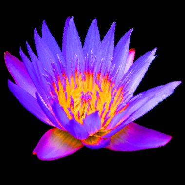 Lotus çiçeği Nelumbo nucifera, Hint Lotusu, Kutsal Lotus, Hindistan Bean of India, Nelumbonaceae familyasından bir bitki türü..