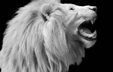 Beyaz aslan ara sıra Güney Afrika 'daki vahşi yaşam rezervlerinde bulunur ve aslanın Kruger alt türünün nadir görülen bir renk mutasyonudur (Panthera leo krugeri).