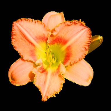 Parlak cam Amaryllis, Amaryllidinae kabilesindeki tek cinstir. Çiçek açan ampullerin iki türü olan küçük bir cinsidir..