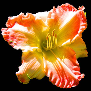 Hibiscus, Malvaceae familyasından bir bitki cinsidir. Oldukça büyüktür ve ılıman, subtropikal ve tropikal bölgelere özgü birkaç yüz tür içerir..