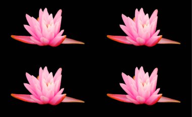 Lotus çiçeği Nelumbo nucifera, Hint Lotusu, Kutsal Lotus, Hindistan Bean of India, Nelumbonaceae familyasından bir bitki türü..