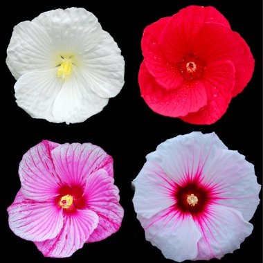 Hibiscus, Malvaceae familyasından bir bitki cinsidir. Oldukça büyüktür ve ılıman, subtropikal ve tropikal bölgelere özgü birkaç yüz tür içerir..