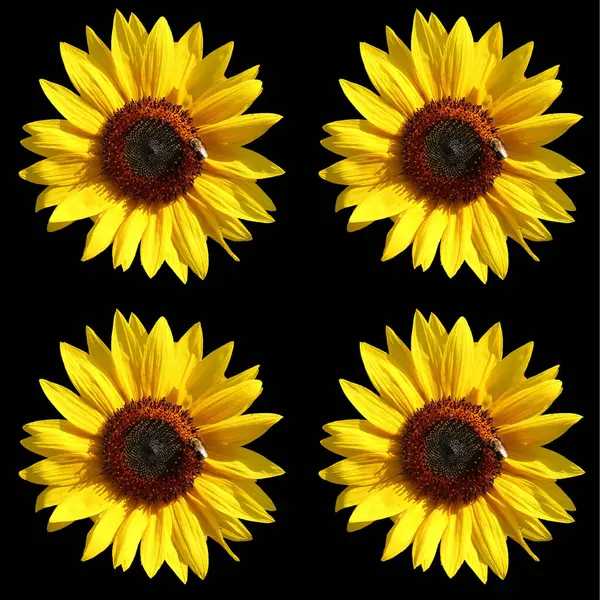 Sunflower is an annual plant native to the Americas. It possesses a large inflorescence, and its name is derived from the flower\'s shape and image which is often used to depict the sun