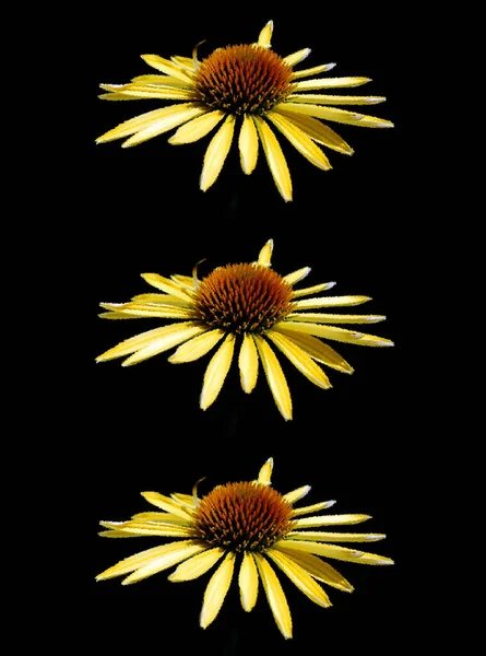 Rudbeckia are commonly called coneflowers and black-eyed-susans; all are native to North America and many species are cultivated in gardens for their showy yellow or gold flower