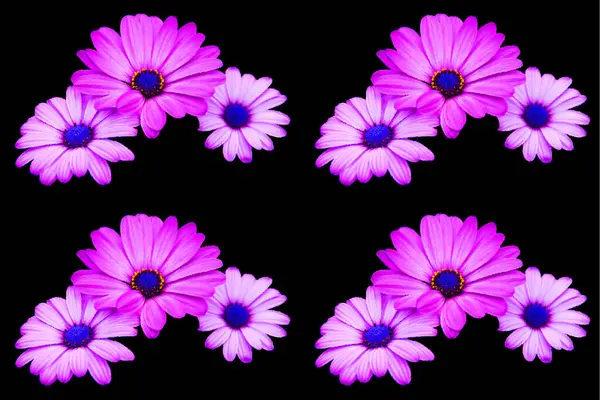 Glossy glass Antique Pink Daisy Flowers is a popular spray flower in the Pompom family. Each stem has an average of 3-5 flowers