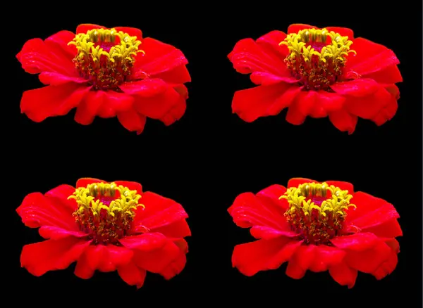 beautiful red flowers isolated on a black background.
