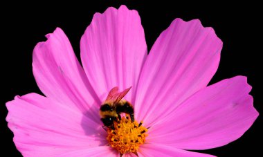 Cosmos bipinnatus, papatya familyasından Asteraceae familyasına ait orta büyüklükte bir bitki türü.   