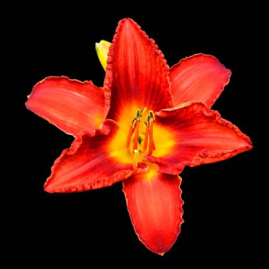 Parlak cam Amaryllis, Amaryllidinae kabilesindeki tek cinstir. Çiçek açan ampullerin iki türü olan küçük bir cinsidir..