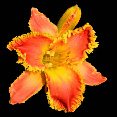 Parlak cam Amaryllis, Amaryllidinae kabilesindeki tek cinstir. Çiçek açan ampullerin iki türü olan küçük bir cinsidir..