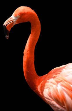 Amerikan flamingosu (Phoenicopterus ruber), büyük flamingo ve Şili flamingosuyla yakından ilişkili büyük bir flamingo türüdür..