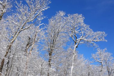 Kış manzarası Bromont Shefford Quebec Kanada