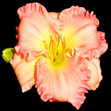 Amaryllis, Amaryllidinae kabilesindeki tek cinstir. Çiçek açan ampullerin iki türü olan küçük bir cinsidir..    