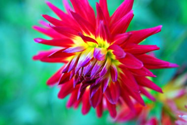 Dahlia, Meksika, Orta Amerika ve Kolombiya 'da yetişen tüylü, veremli ve uzun ömürlü bir bitki cinsidir. Yıldız çiçeğinin en az 36 türü vardır.    