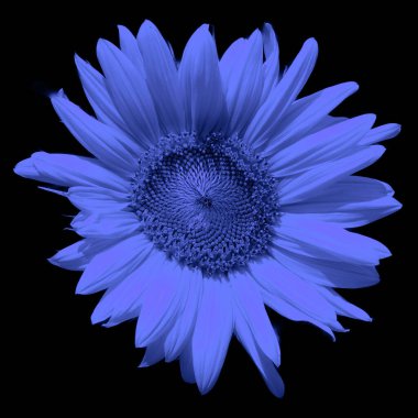 Gerbera, Asteraceae familyasından bir bitki cinsidir.. 