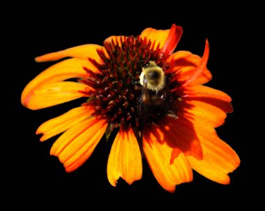 Rudbeckia genellikle koni çiçekleri ve siyah gözlü susanlar olarak adlandırılır; hepsi Kuzey Amerika 'ya özgüdür ve birçok tür gösterişli sarı veya altın çiçekleri için bahçelerde yetiştirilir.