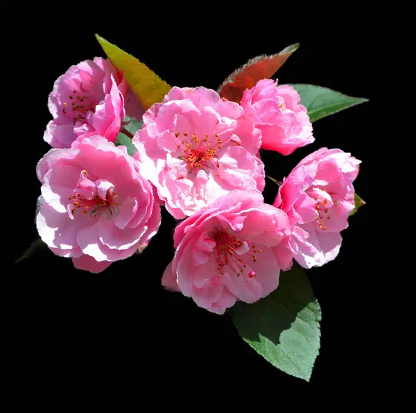 Cherry blossom, or sakura, is a flower of trees of the genus Prunus or subgenus Cerasus. \