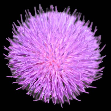 Soğan cinsi Allium, tek tip çiçekli bitkilerden oluşur ve soğan, sarımsak, soğan, soğan, soğan, soğan, soğan, soğan, soğan ve pırasa gibi yüzlerce yabani türü içerir..