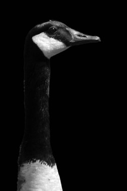 Canada goose is a large wild goose species with a black head and neck, white patches on the face, and a brown body.   