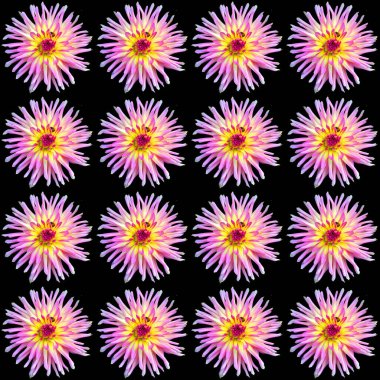 Dahlia, Meksika, Orta Amerika ve Kolombiya 'da yetişen tüylü, veremli ve uzun ömürlü bir bitki cinsidir. Yıldız çiçeğinin en az 36 türü vardır.