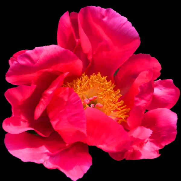 Tree peony is the vernacular name for the section Moutan of the plant genus Paeonia, or one of the species or cultivars belonging to this section.