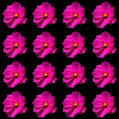 Cosmos bipinnatus, papatya familyasından Asteraceae familyasına ait orta büyüklükte bir bitki türü.