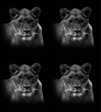 Siyah arkaplanı olan bir aslan portresi