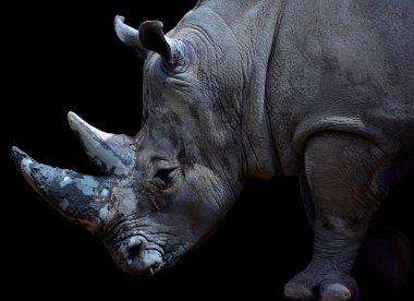 Beyaz gergedan ya da kare dudaklı gergedan, gergedanın mevcut en büyük türüdür. Otlamak için kullanılan geniş bir ağzı vardır ve gergedan türlerinin en sosyal olanıdır.