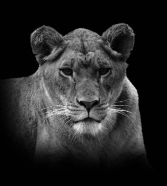 Afrika aslanının siyah beyaz görüntüsü