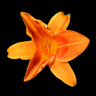 Amaryllis, Amaryllidinae kabilesindeki tek cinstir. Çiçek açan ampullerin iki türü olan küçük bir cinsidir..