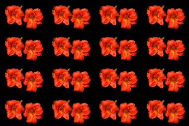 Amaryllis, Amaryllidinae kabilesindeki tek cinstir. Çiçek açan ampullerin iki türü olan küçük bir cinsidir..