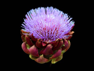 Devedikeni, genellikle Asteraceae familyasından, kenarlarında keskin dikenler bulunan yapraklarla karakterize edilen bir grup çiçeğin yaygın adıdır..