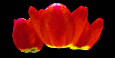 Siyah izole kırmızı lale çiçek 