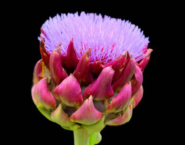 Devedikeni, genellikle Asteraceae familyasından, kenarlarında keskin dikenler bulunan yapraklarla karakterize edilen bir grup çiçeğin yaygın adıdır..